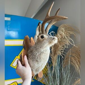 SOLD Real Taxidermy Jackalope Antler Rabbit Head Mount rustic wall decor oddity